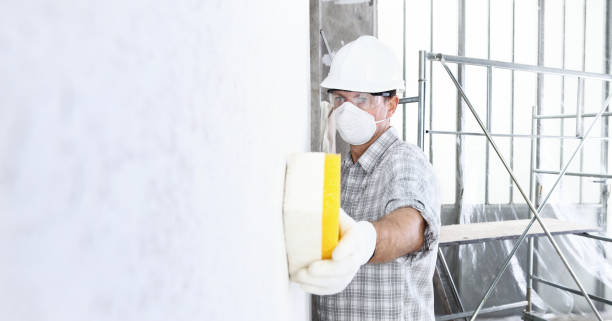 Best Basement Mold Removal  in Laupahoehoe, HI