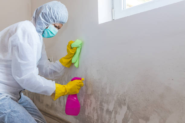 Mold Remediation for Vacation Homes in Laupahoehoe, HI